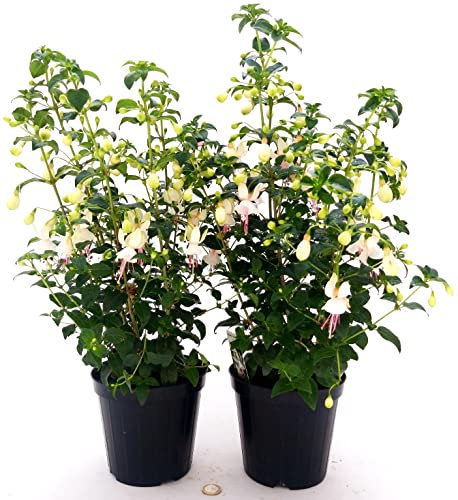 POWERS TO FLOWERS - FUCSIA A FIORE BIANCO, 2 PIANTE, VASO 14CM DIAMETRO, piante vere