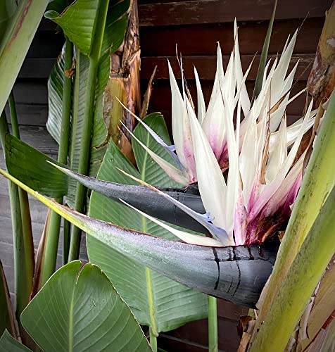 15 Samen Weiße Paradiesvogelblume Strelitzia nicola Zimmerpflanze