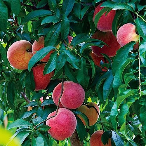 Semillas de frutas mixtas, 100 Unids/bolsa Semillas de frutas mixtas Plantas de árboles deliciosos Semillas de plantas de ciruela pera cereza anual para jardín Semillas de frutas