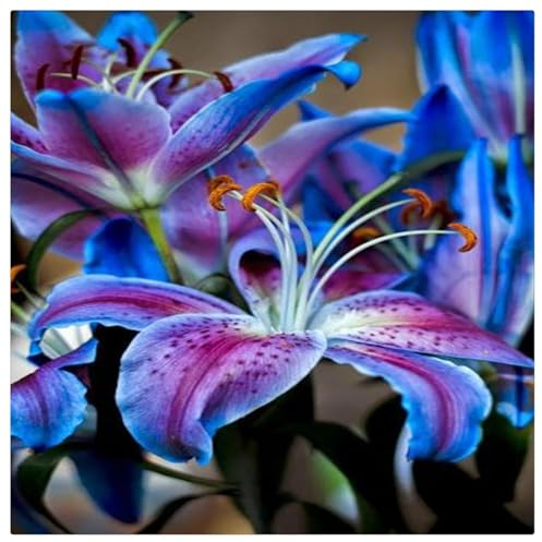 Lilium martagon zwiebeln,Winterharte mehrjährig,lilien Deko,Lilien im topf,lilie riesen,lilien zwiebeln Forever susan,Lilie,duft lilien,lilien knollen,lilien zwiebeln winterhart.-6 zwiebeln-B