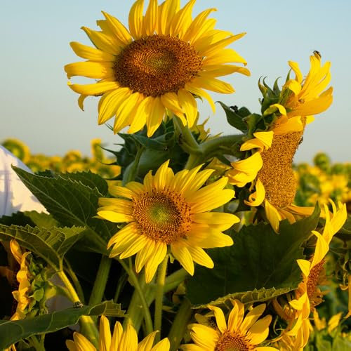 Sunflower Dwarf Sunspot Seeds – Compact & Bright Yellow Blooms – Must Have for Borders – Hardy Annual – for Your Beautiful Garden