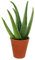 Aloe Vera House Indoor Plant Natural Medicinal Healing in 6 cm Pot