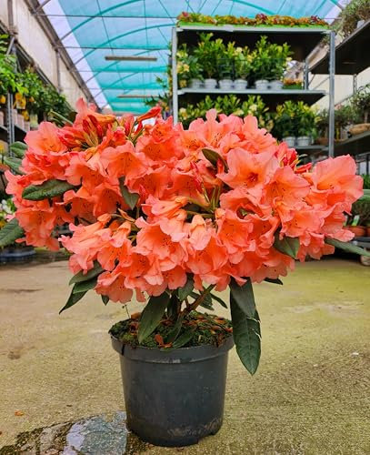 POWERS TO FLOWERS - RODODENDRO ARANCIONE/PESCA XXL, RHODODENDRON, IN VASO 22CM DIAMETRO, pianta vera