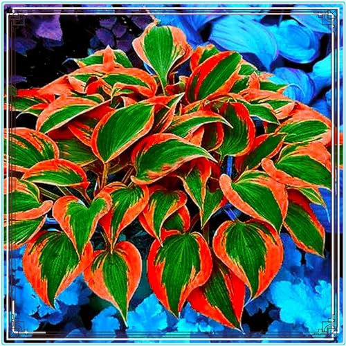 Hosta zwiebeln Hosta pflanze winterhart Hardy funkien Hardy perennial funkien Hosta pflanze