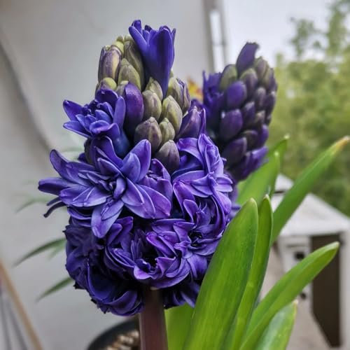 bulbos de jacintos perennes resistentes - de planta plantas raras plantas exóticas resistentes Plantas de balcón resistentes cobertura del suelo, perenne resistente flores para 2pcs