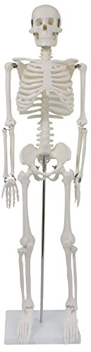MedMod Anatomie Skelett 87 cm, detailliertes menschliches Skelett aus Kunststoff mit beweglichen Extremitäten, für Schule, Studium und Anatomie-Training, Lehrmodell