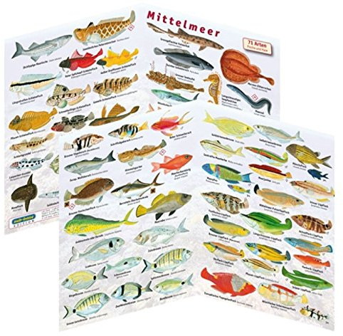 Fischfaltblatt Fischbestimmungskarte Faltblatt zur Fischbestimmung Mittelmeer, Süßwasser, Rotes Meer (Mittelmeer)