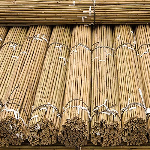 2ft,3ft,4ft,5ft,6ft,7ft,8ft Extra Thick Bamboo Canes Natural Stake, Pole,Garden Plant,Flower Support Sticks Outdoor/Indoor,Balconies, Patios,Heavy Duty Plants Support (10, 8FT-240cm, 14-16mm)