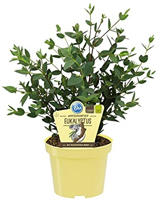 1 pianta di Eucalipto Gunnii su vaso cm 13 Eucalyptus Gunnii