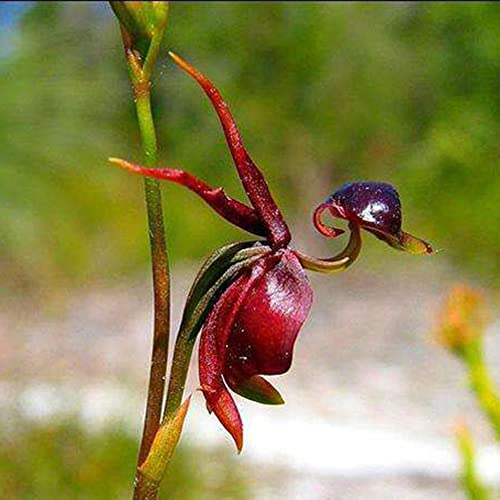 Saterkali Fliegende Ente-Orchideen-Blumensamen, 100 Stück, fliegende Ente-Orchideen-Blumensamen, Garten, Hof, Zuhause, Pflanze, DIY, Bonsai-Dekor Flying Duck Orchideensamen