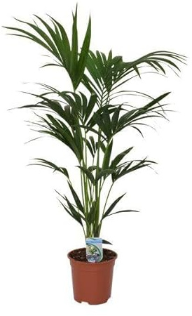Kentia Palme Howea forsteriana Zimmerpflanze Ø21 cm 120 cm