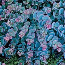 Aamish Planta de mezcla azul Sedum 50 piezas