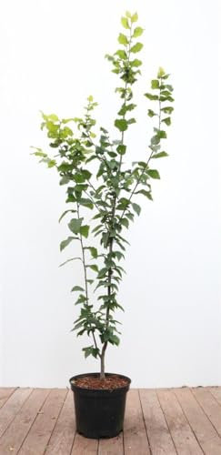 Carpinus betulus 'Lucas' 100-125 cm - Hainbuche, grüne Blätter, ideal für Hecken, schnittverträglich, winterhart und pflegeleicht