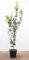 Carpinus betulus 'Lucas' 100-125 cm - Hainbuche, grüne Blätter, ideal für Hecken, schnittverträglich, winterhart und pflegeleicht