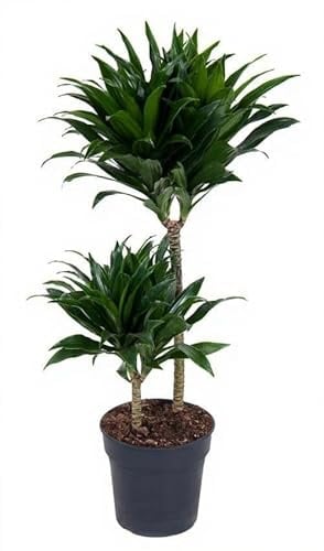 Dracaena fragrans Compacta Drachenbaum kompakt dunkelgrün Zimmerpflanze 80 cm