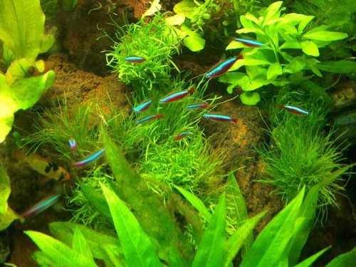 Aquariumset XXL für 600-800 Literbecken, Aquariumpflanzen, Wasserpflanzen