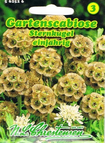 Gartenscabiose Scabiose stellata Sternkugel Trockenblume