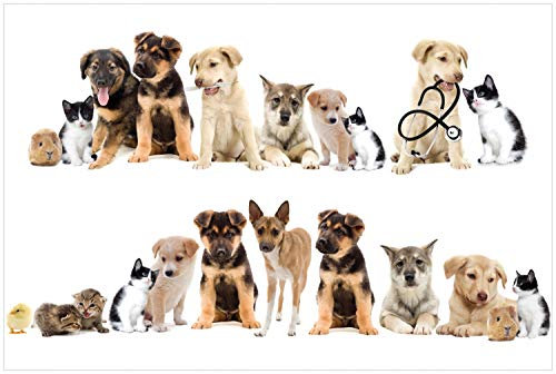 Wallario Glasbild Süße Haustiere - Katzen Hunde Hamster Küken - 60 x 90 cm Wandbilder Glas in Premium-Qualität: Brillante Farben, freischwebende Optik