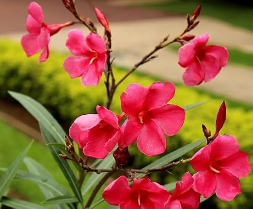100 graines de fleurs de laurier-rose rouges fraîches et neuves