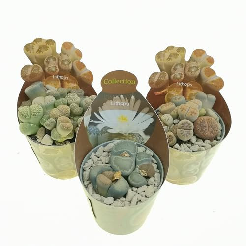 Set di 3 piante grasse vere da collezione in vasi diam. 6.5 cm- Lithops.
