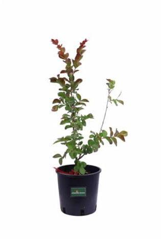 Vivaio Garden Forest Lagerstroemia Red Imperator Rossa Albero