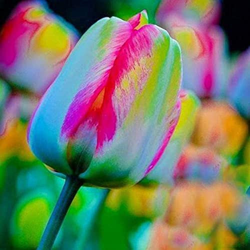 Haloppe Semillas de plantas de flores de tulipán de 5 uds para plantar en el jardín del hogar, semillas de bulbos de tulipán perennes naturales de semillas de tulipán para patio Semilla de tulip