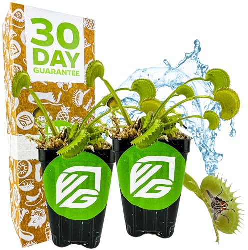 Dente Venus Fly Trap (2-Pack) Live Carnivorous Plant by Wellspring Gardens