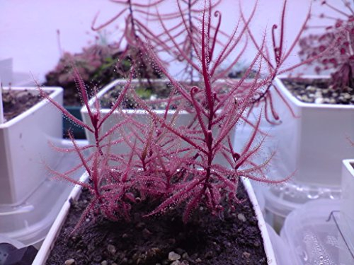 Drosera Hartmeyerorum ~ Sehr selten Fleisch fressende Sonnentau Pflanze ~ 5 Samen ~ Begrenzte