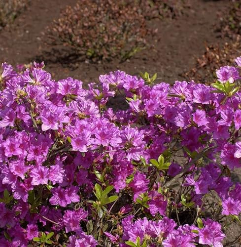 Japanische Azalee Blaue Donau 15-20cm - Rhododendron obtusum - Zwerg Alpenrose - lebende Gartenpflanze aus den Baumschulen