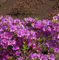 Japanische Azalee Blaue Donau 15-20cm - Rhododendron obtusum - Zwerg Alpenrose