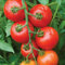 Tomate Mountain Magic F1