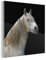 MuchoWow Glasbild Glasfoto Wandbild Bilder Deko 20x20 cm Pferde - Pilz - Schwarz