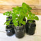 50 pcs zitronenmelisse samen mehrjährig, kräuter fensterbank, garten pflanzen zitronenmelisse pflanze - Melissa officinalis - seltene samen, garten-geschenke winterharte pflanzen für