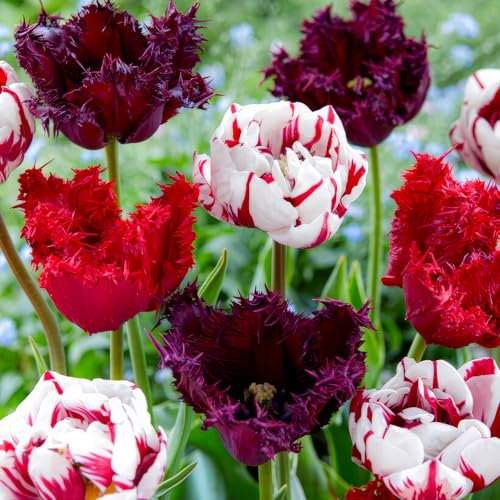 FLORIUM 20 bulbes de Tulipes Magiques (20 bulbes), 4 variétés/Couleurs, mélange de Hollande, Robuste et Vivace, décoration pour Jardin, Balcon, Pots (Pas de graines)