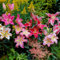 FLORIUM - Lirios orientales Colección exquisita (15 bulbos) Mezcla de 5 variedades, 3 por color, bulbos de jardín resistentes de Holanda, Grandes tubérculos – Plantas reales (sin semillas)