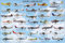 Educational - Bildung Flugzeuge - General Aviation - Light Bildungsposter Plakat Druck - Maxiposter Version in Englisch - Grösse 91,5x61 cm