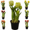 Künstliche & Realistische Tulpe im Topf – Höhe: 26cm - Große Auswahl - Hochwertig & Gefühlsecht - Kunstpflanze (Creme, Offene Blüten)