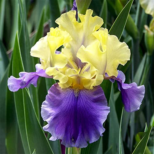 3x Iris Bulbi| Iride siberiana |piante a radice nuda | iris perenne | Piante perenni da giardino