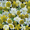 Poached Eggs Plants Limnathes Mixed, Yellow and White Flowers, Summer Bedding Plants, Gardens & Patios, 1 x Packet Limnathes Spanish Omelette Mixed Seeds (150 Seeds) by Thompson & Morgan