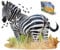 Madd Capp 887003 Shapepuzzle, Konturpuzzle Zebra, 1000 Teile, für Erwachsene und Kinder ab 12 Jahren