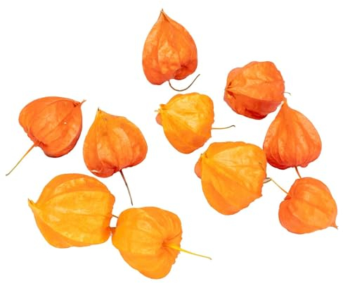 NaDeco Lampionblume getrocknet – 10x Physalis franchetii Köpfe (4–5 cm) – Naturdeko Herbst | Trockenblumen Deko | Boho Dekoration | Trockenstrauß | DIY Bastelmaterial