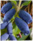 Pianta di Mirtillo Siberiano LONICERA KAMTSCHATICA ‘BOREALIS’ in vaso Ø 17 cm h. 50/60 cm