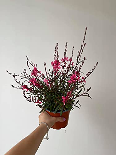 Pianta di Gaura Vaso 14cm (Rosa o Bianca)