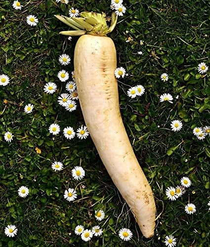 Lotto di 500 semi di rapa Croissy - Varietà gustosa con un cuore tenero - Si sviluppa rapidamente - Sapore dolce - 100% naturale - Qualità gustativa - Germinazione garantita - 100% riproducibile