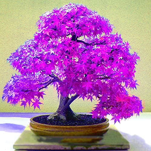 Haloppe 20 Stück lila Ahorn-Pflanzensamen für die Hausgartenbepflanzung, schöne lila Ahornsamen, Hausgarten, Hof, Bonsai-Pflanzen, Ornament