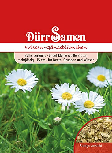 Wiesen-Gänseblümchen