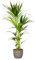 Bonplants Kentia, Palma Vera Tropicale, Howea Forsteriana, Vaso 18 cm, h 105 cm (Vaso Tortora)
