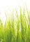 Fototapete Natur Wiese hohes Gras Schlafzimmer Wohnzimmer | 1,92 m x 2,6 m | Grün, Weiß