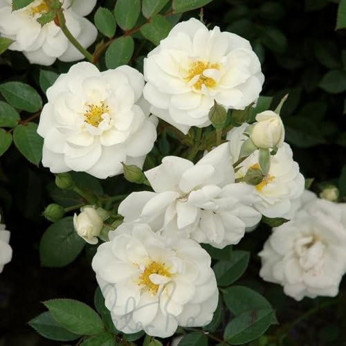 Peter Beales Roses UK Rosa Kent Ground Cover Rose, White Semi-Double Flowers, 30cm x 90cm, Award Winning