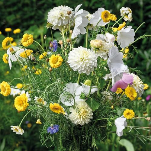 1 x Dahlia White Onesta – Creamy White & Yellow Blooms – Luxurious Addition to Landscape – Summer Flowering Bulbs – Perennials – for Your Beautiful Garden